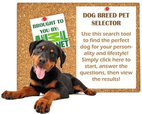 dog-breed-pet-selector