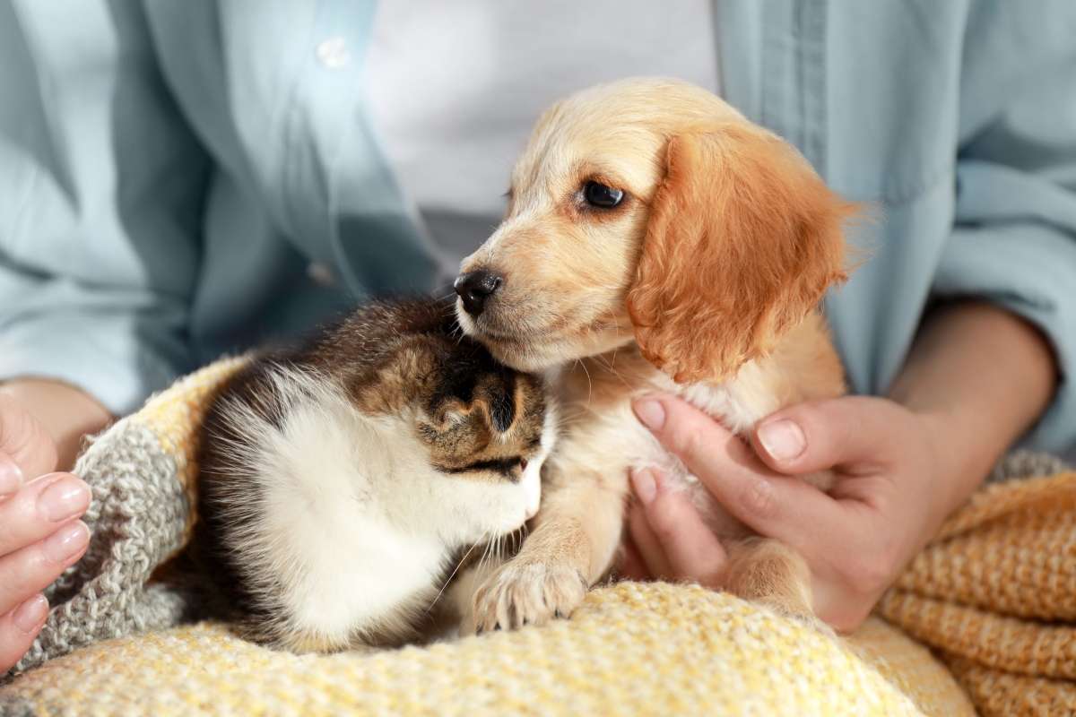 The Importance of Puppy and Kitten Wellness Exams