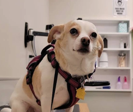 Preventative Care Image