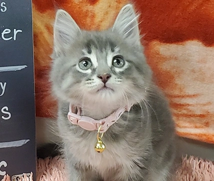 Puppy/Kitten Care Image