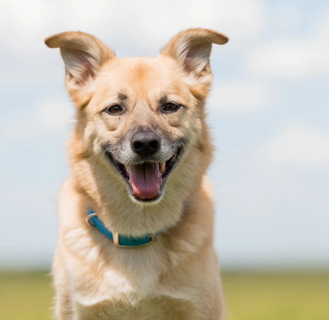 What Pet Parents Are Saying Image