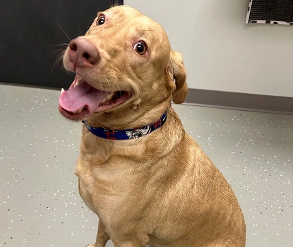 Senior Pet Care Image