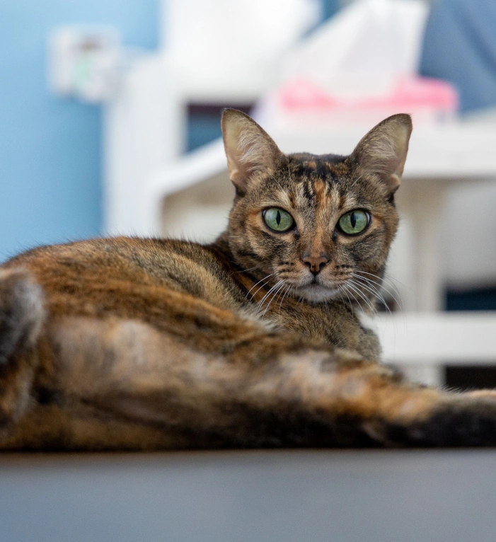 We’re Excited to Meet You & Your Pet image