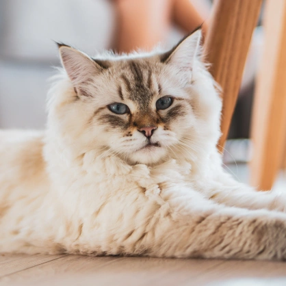 Senior Pet Care