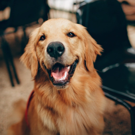 How to Install the PetDesk App