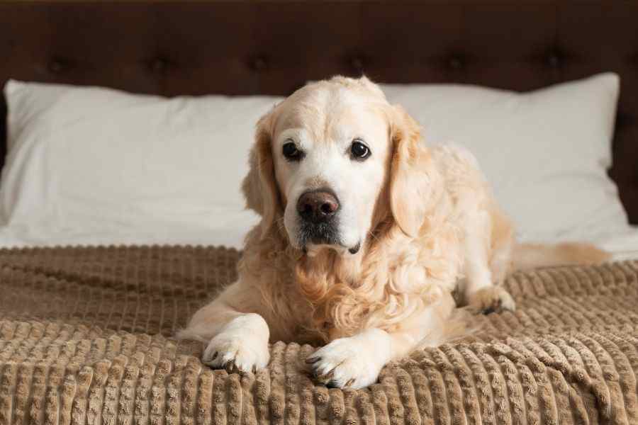 Common Pet Conditions That Benefit From Urgent Veterinary Evaluation
