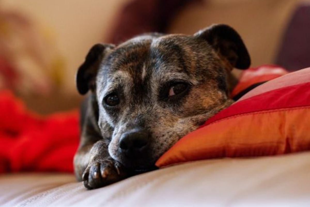 Helping Senior Pets Age Gracefully with Comprehensive Veterinary Care