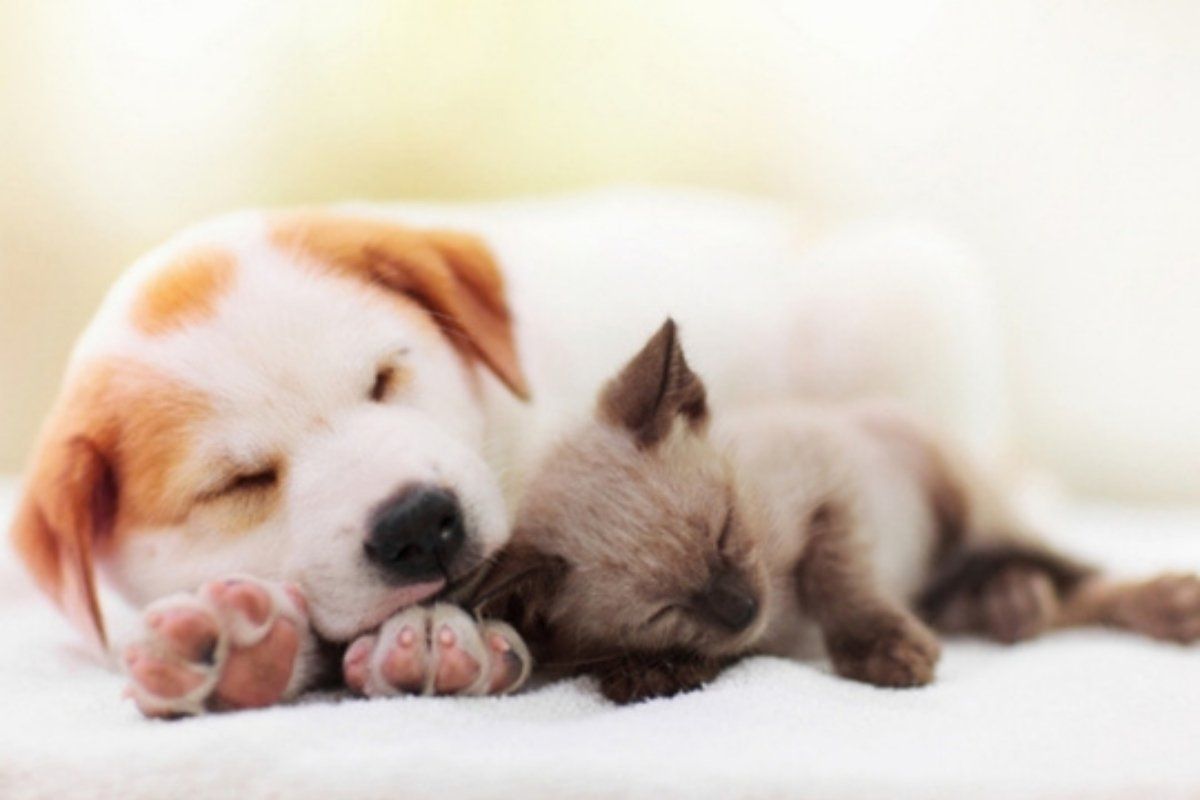 How to Prepare Your New Puppy or Kitten for Their First Vet Visit