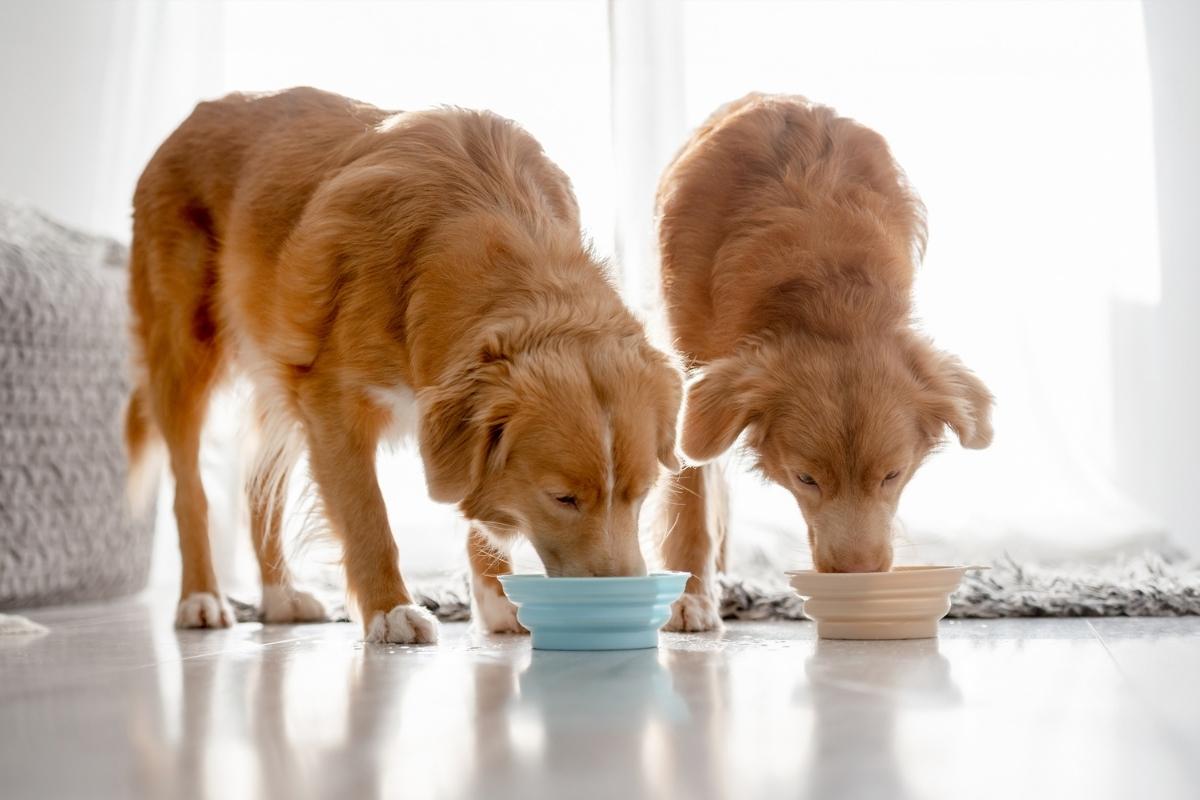 The Importance of Balanced Nutrition for Your Pet’s Overall Wellness