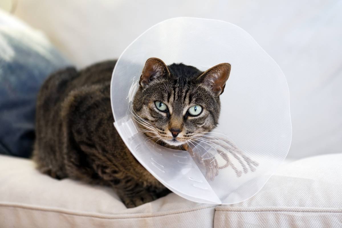 Why Annual Diagnostic Testing Is Essential for Your Pet’s Health