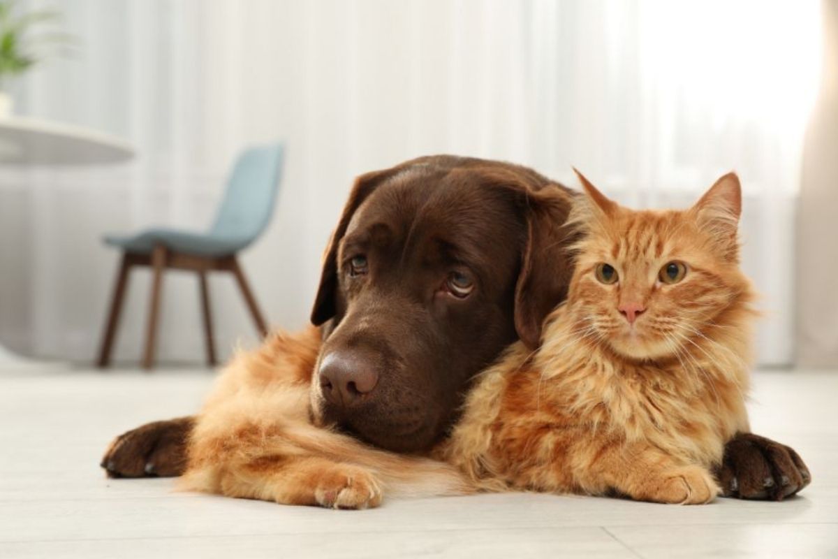 Early Warning Signs Your Pet Needs Prompt Veterinary Care