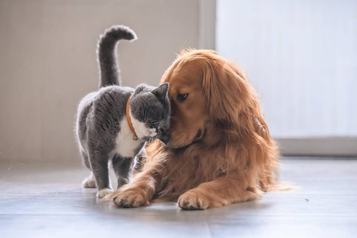 Preventing Tick-Borne Diseases: Essential Advice for Pet Owners