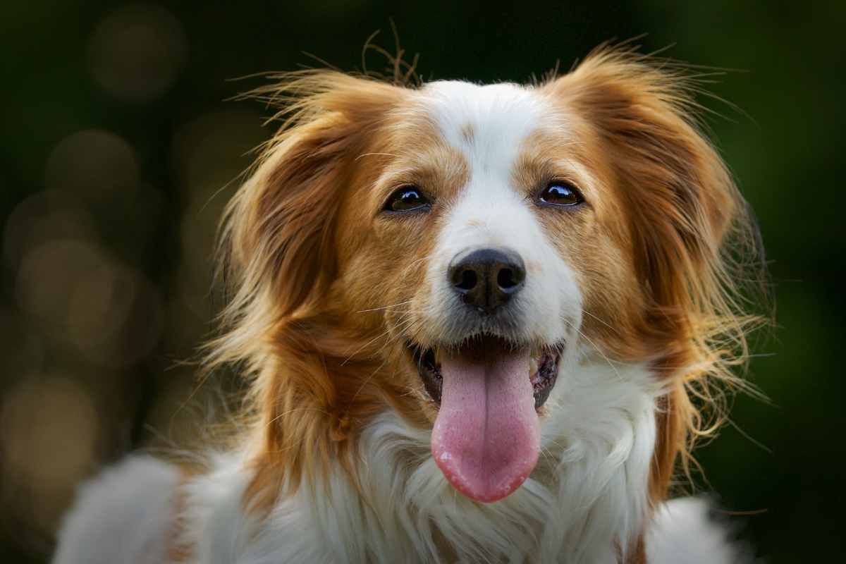 Why Do Dogs Circle Before Bed? Understanding This Common Sleeping Habit