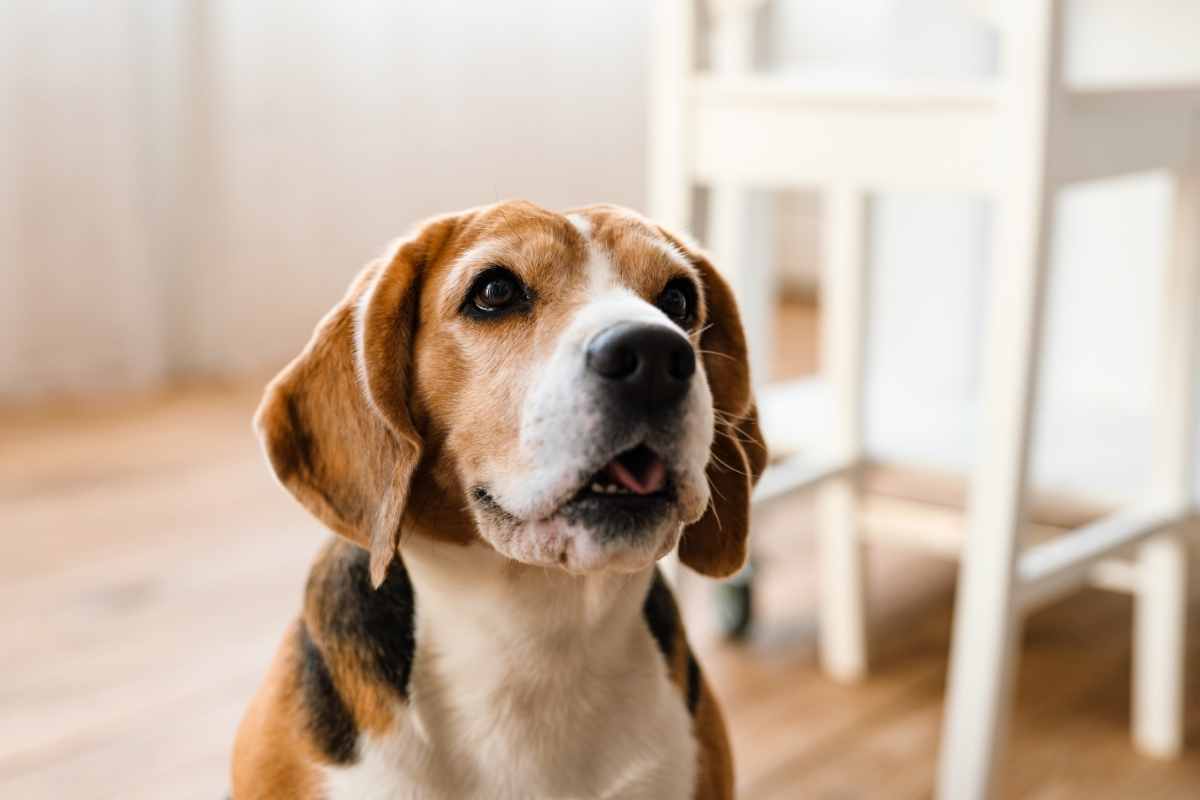 Why Dogs Develop Colitis and What You Can Do to Help Prevent It From Returning