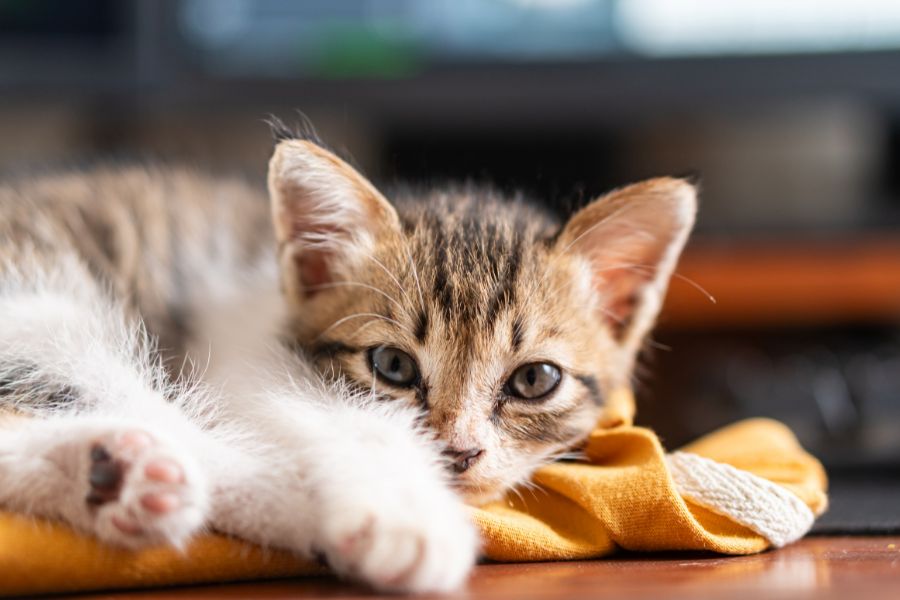 How the 3-3-3 Rule Helps New Kittens Adjust: A Parent’s Guide