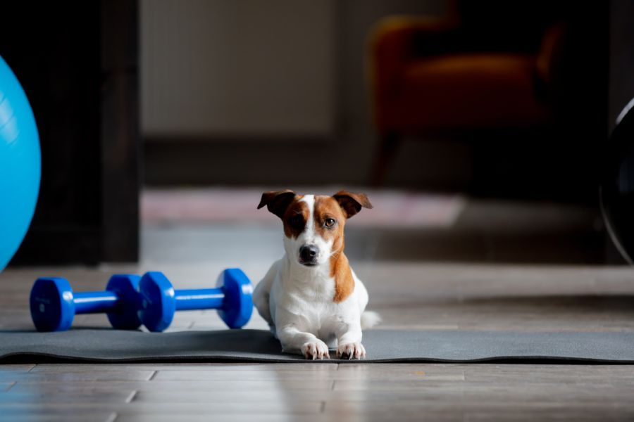 Senior Pet Exercise Guide: Safe Ways to Keep Older Pets Healthy