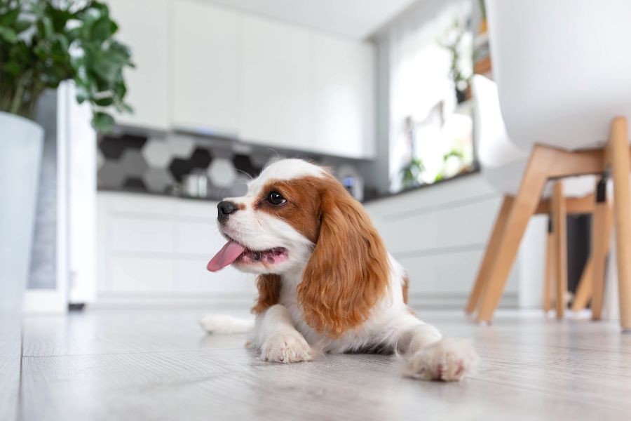 Top 5 Diagnostic Tests Every Pet Should Have Annually