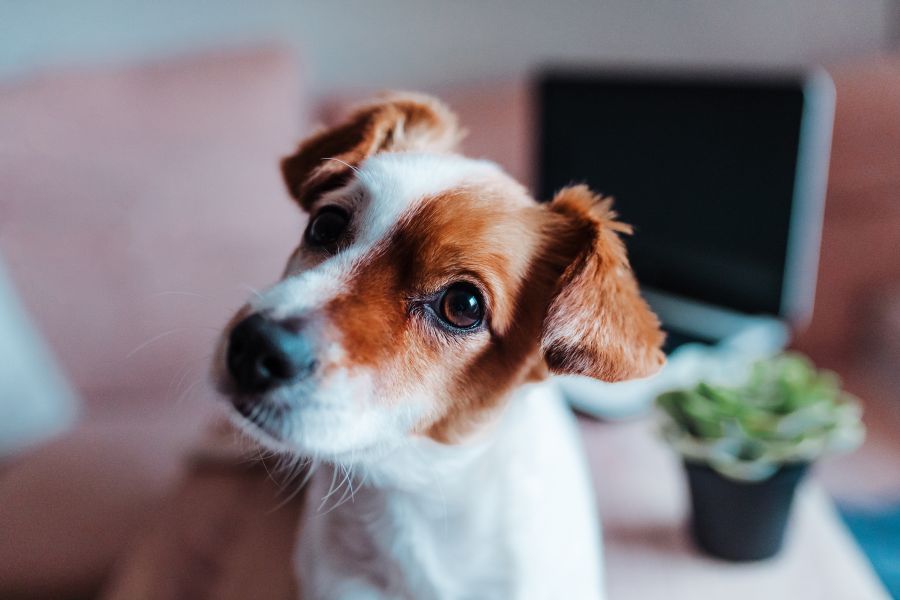 Why Do Dogs Vomit and How to Treat It at Home