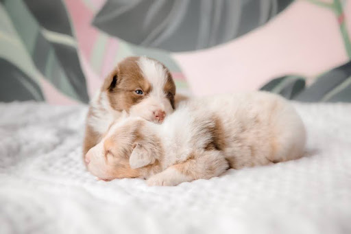 Essential Puppy & Kitten Care Tips for New Pet Parents