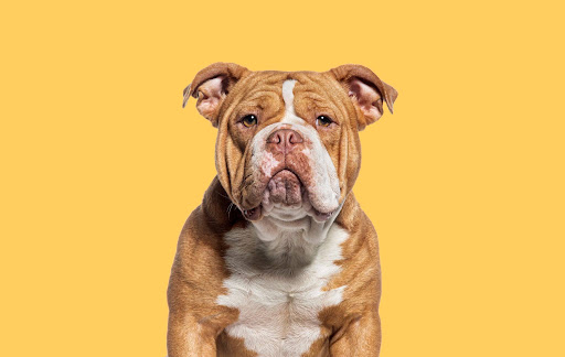 Health Risks of Obesity in Dogs and How to Prevent Them