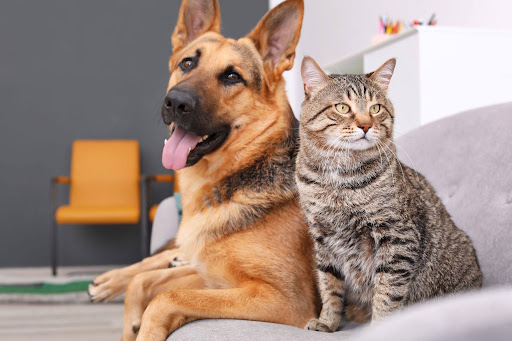 How Veterinarians Use Diagnostic Tools to Improve Pet Care