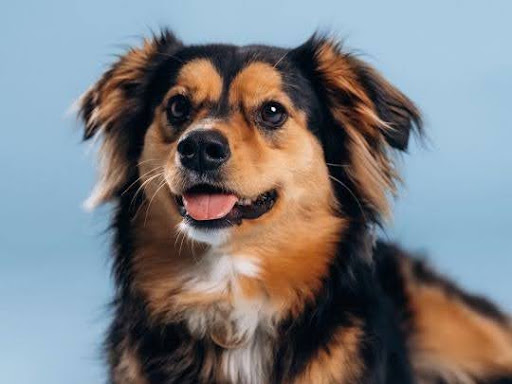 The Healthiest Food for a Senior Dog: Essential Nutrition Tips
